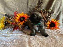 Contact texas havanese breeders near you using our free havanese breeder search tool below! Havanese Puppies For Sale Puppies For Sale United States