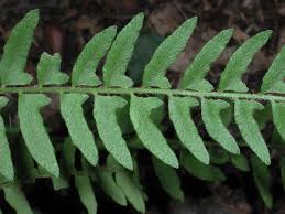 Image result for Woodsiaceae