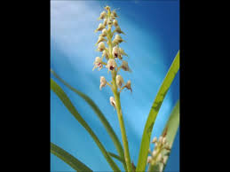 Image result for Polystachya adansoniae