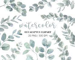 Watercolor Eucalyptus Clipart Eucalyptus Leaves Eucalyptus Etsy In 2021 Clip Art Eucalyptus Bouquet Eucalyptus Wedding