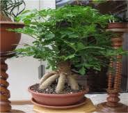 Image result for Cussonia zimmermannii