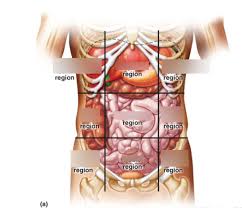 The abdomen is the part of the torso. Chap 1 Anatomy Body Regions And Quadrants Diagram Quizlet