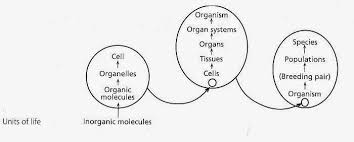 11 Human Body Flow Diagram Mania Introduction Organ System