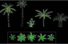 Coconut Palm Tree Plant Front View Elevation And Top View Plan 2d Dwg Block For Autocad Designs Cad Browse thousands of coconut tree logo designs. coconut palm tree plant front view