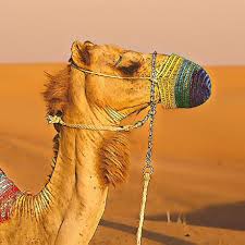 The cause isn't to be found in inappropriate teaching materials or methods either. Bactrian Bactrian The Double Humped Camel Bot Github