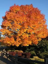 Image result for Fraxinus americana