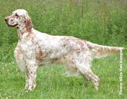 They are family raised mother and father on premises.they are looking loving homes. English Setter