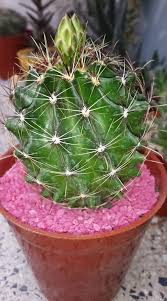 Casas con crédito infonavit cerca del df y del estado de méxico. Fui A Comprar Flores Al Puesto Que Voy Habitualmente Y Volvio A Pasar La Vendedora Sabiendo De Mi Amor Por Los Cactus Me Mostro Est Cactus Flores Suculentas