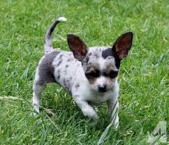Apr 30, 2021 · chihuahua charlotte, north carolina, united states. Adorable Blue Merle Chihuahua Puppy 9 Weeks Akc Chihuahua Puppies Merle Chihuahua Blue Merle Chihuahua