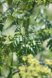 Image result for Physotrichia atropurpurea