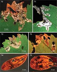 Image result for Rhoicissus revoilii