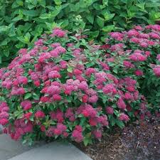 Image result for Spiraea bumalda