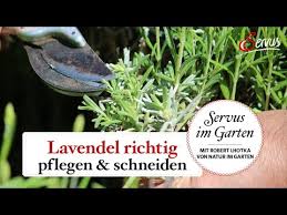 Am besten lässt sich lavendel mit einem speziellen erntemesser schneiden. Fruhlingsschnitt Beim Lavendel Servus