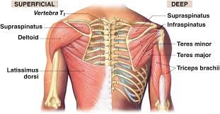 However, tears caused by a traumatic event may cause severe pain. 3 Uniquely Powerful Exercises To Address The Root Cause Of Your Shoulder Pain Laguna Orthopedic Rehabilitation
