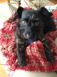 Our sports medicine services keep you moving. April S Happy Tales Healthy Paws Pet Insurance