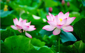 Lotus Hd Wallpaper 73 Images Lotus Flower Wallpaper Lotus Wallpaper Flower Wallpaper