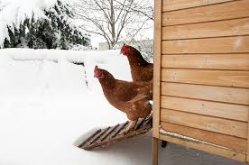 Il contient à l'intérieur un abri en pvc pour les animaux et une fermeture. Preparer Son Poulailler Pour L Hiver Gamm Vert