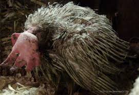 I read two articles about this. Life Of A Hen Egg Truth