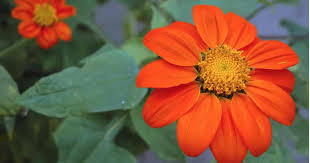 Check spelling or type a new query. 20 Annuals That Bloom From Spring To Frost With Deadheading