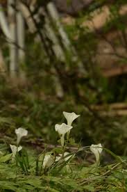Image result for Ipomoea shupangensis