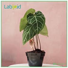 The most popular pot size ar. Anthurium Crystallinum Care Guide Labijo