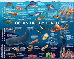 5 The Ocean Supports A Great Diversity Of Life And Ecosystems Youth Programs Youth Leaders Com Ocean Activities Preschool Ocean Activities Ocean Science
