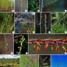 Image result for Rhytachne