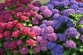 Hydrangeas How To Plant Grow And Prune Hydrangea Shrubs