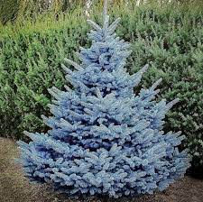 Most likely a western red cedar. Baby Blue Spruce Semi Dwarf Evergreen Tree Plantingtree