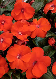 Image result for Impatiens irvingii