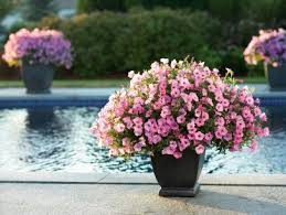 We did not find results for: The Best Flowers For Pots In Full Sun Hgtv