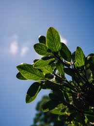 Image result for Tinospora orophila