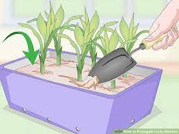How To Propagate Lucky Bamboo 14 Steps With Pictures Wikihow Lucky Bamboo Bamboo Plant Care Lucky Bamboo Plants