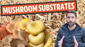 What's a bulk substrate and how it's made? Understanding Mushroom Substrates Freshcap Mushrooms