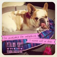 1,982 french bulldogs have been adopted! Frenchie Poppy Is Available For Adoption At French Bulldog Rescue Org French Bulldog Rescue Network Bulldog Rescue French Bulldog Rescue