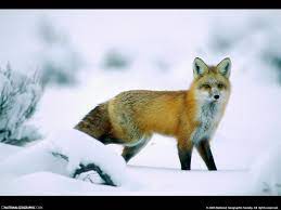 yellowstone national park animals hd a lone red fox picks through the snow in yellowstone national park winter animals wildlife wallpaper animals