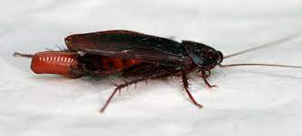 While paralyzed, the wasp makes a second sting, this time using venom inserted into a precise location in cockroach's brain. Smokybrown Cockroach Wikipedia