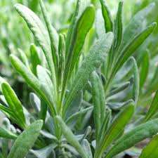 Image result for Lavandula