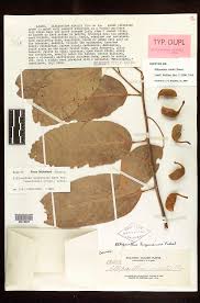 Image result for Ellipanthus