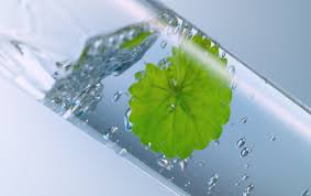 Image result for Centella asiatica