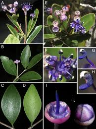 Image result for Memecylon