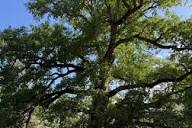 À Salbris, le grand chêne du domaine est un arbre remarquable