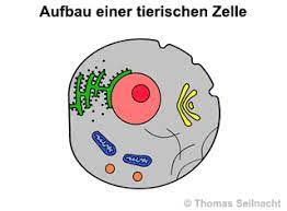 Mediendatenbank Biologie Tierische Zelle