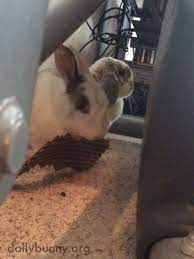 28 February 2018 Ideas Daily Bunny Bunny Dwarf Bunnies