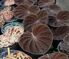 Image result for Nervilia