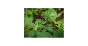 Image result for Teramnus uncinatus