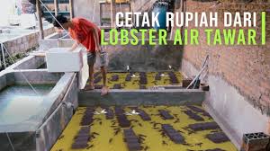 Jurus Sukses Budidaya Lobster Air Tawar Auto Untung Besar Youtube