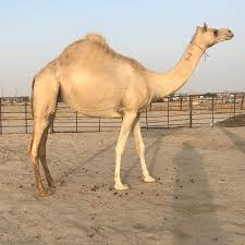 لما فرغ خالد بن الوليد من اليمامة بعث إليه الصديق أن يسير إلى العراق وأن يبدأ بفرج الهند، وهي الأبلة، ويأتي العراق من أعاليها وأن يتألف الناس ويدعوهم إلى الله عز وجل فإن أجابوا وإلا أخذ منهم الجزية، فإن امتنعوا عن ذلك. Ù‡Ø¬Ù† Ø§Ù„Ø§Ù…Ø§Ø±Ø§Øª Ø§ÙÙ„Ø­ Ù…Ù† Ø°ÙƒØ± Ø§Ù„Ù„Ù‡ Ø§Ù„Ø§Ø¨ Ø¬Ù„Ù…ÙˆØ¯ Ø§Ù„Ù‡Ø±Ø´ Ø¨Ø¹ÙŠØ± Ø§Ø¨Ù† ÙÙŠØ³Ø¨ÙˆÙƒ