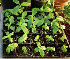 Image result for Psychotria cinerea