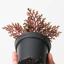 Image result for Selaginella afrorum